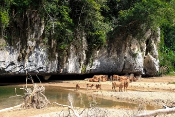 Jaskinia Hang Son Doong w Wietnamie 