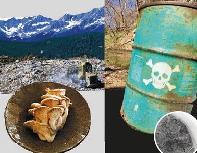 Miniatura: "Wprost" nr 16: Grzyby mogą ocalić nasz świat