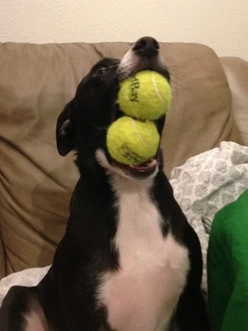 Tylko pozazdrościć talentu 