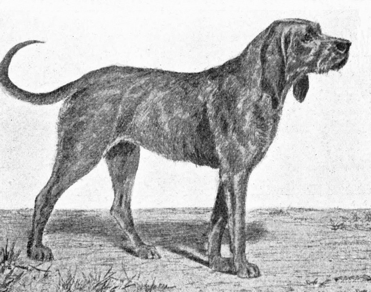 7. Chien-gris Popularne w XVI wieku, szorstkowłose. Przodkowie współczesnych gryfoników.