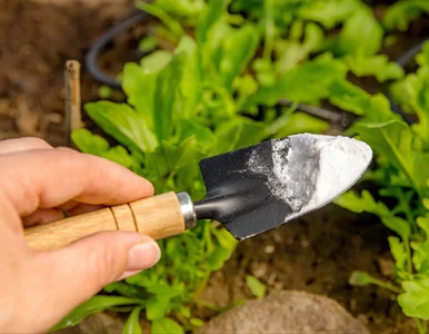 Miniatura: Ten biały proszek to skarb każdego ogrodnika