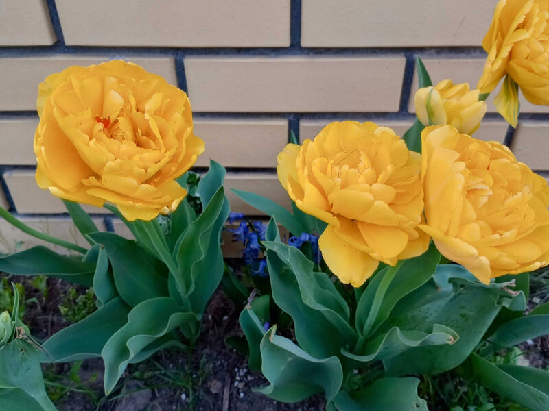 A takie pełne tulipany posadziła w przydomowym ogródku moja koleżanka. Nie ma sąsiadki, która by nie przystanęła z podziwem