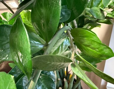 Miniatura: Potnij na kawałki i zakop w doniczce z...