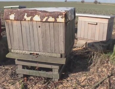 Miniatura: Wycinali drzewa, obudzili pszczoły. Padło...