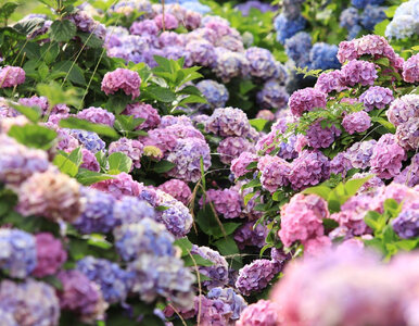 Miniatura: Jeszcze więcej hortensji – sprawdź...