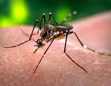 Miniatura: WHO alarmuje: Wirus Zika globalnym...