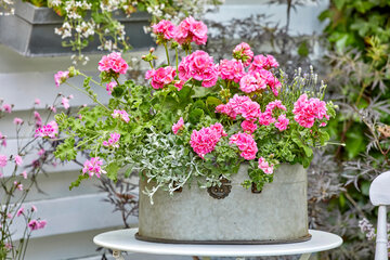 Pelargonie na&nbsp;tarasie