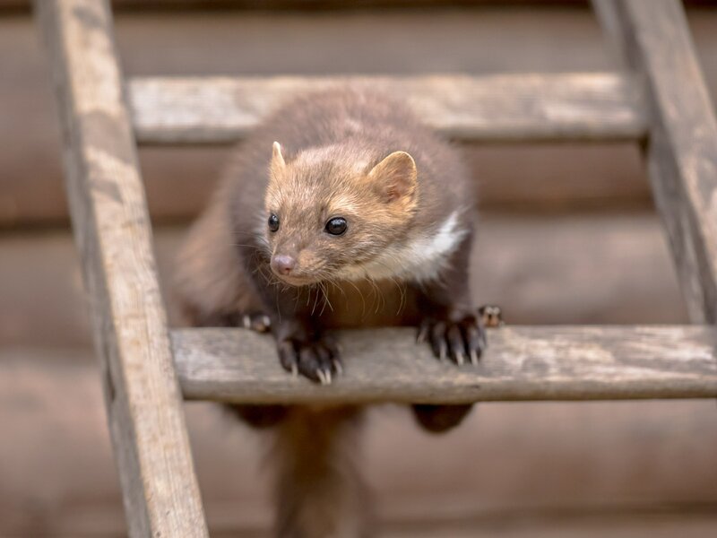 Kuna może wyglądać niepozornie, ale&nbsp;gdy zadomowi się na&nbsp;strychu lub&nbsp;w&nbsp;ogrodzie, potrafi wyrządzić poważne szkody i&nbsp;skutecznie zakł&oacute;cić spok&oacute;j domownik&oacute;w