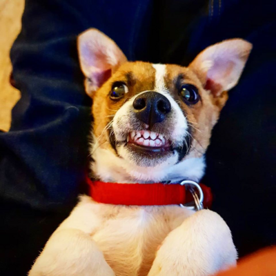 Miniatura: Alan Whitton i jego pies Mitzi