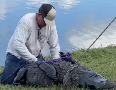Miniatura: Seniorka wyszła z psem na spacer. Została...