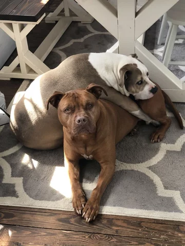 Roman i Spanky 