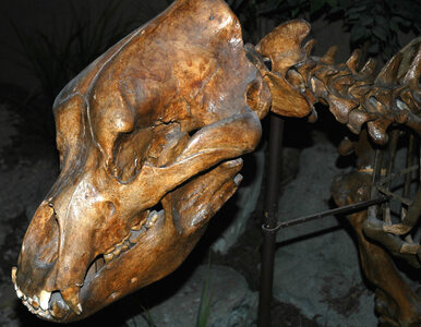 Miniatura: Ten ssak wyginął około 26 tys. lat temu....