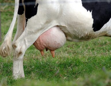 Miniatura: Rosja: amerykańskie mleko powoduje wzrost...