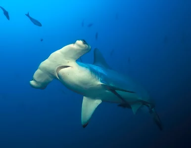 Miniatura: Szokujące odkrycie amerykańskich...