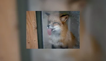 Co jest po drugiej stronie szyby? 