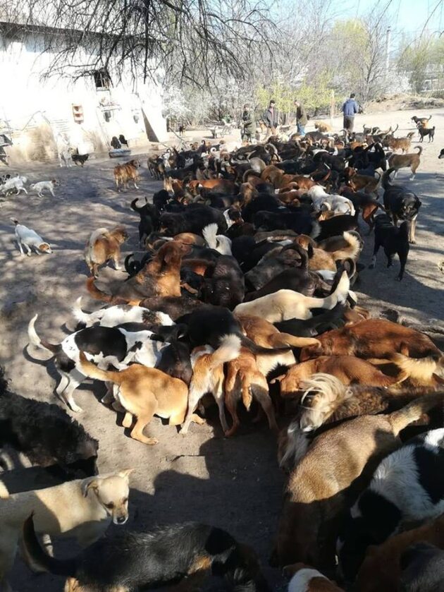 Psy przebywające w schronisku Sashy 