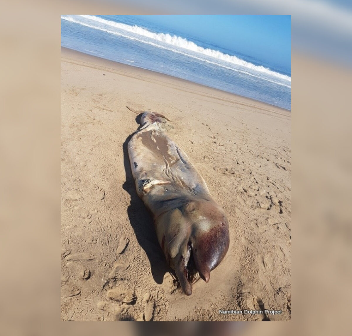 Spłaszczone truchło W ubiegłym tygodniu na plaży w Namibii naukowcy z Namibian Dolphin Project znaleźli dziwne, liczące 6 metrów rozkładające się zwłoki. Badacze od razu zadali sobie pytanie: Gdzie są kości? Tajemnicze zwierze zostało później zidentyfikowane jako rzadki rodzaj żyjącego głęboko w morzu wieloryba, który ostatnio widziany był w 2000 roku.
