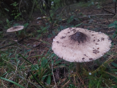 Zostawił tabliczkę, żeby zarezerwować grzyby. Gdy dostał SMS-a, zalała...