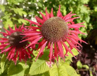 Miniatura: Kwitnie całe lato i odstrasza kleszcze. Ta...