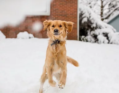 Miniatura: Pies codziennie wyczekuje listonosza. Tak...