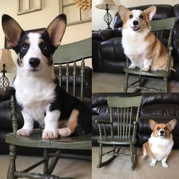 Psy corgi – Reecie, Peanut i Buttercup 