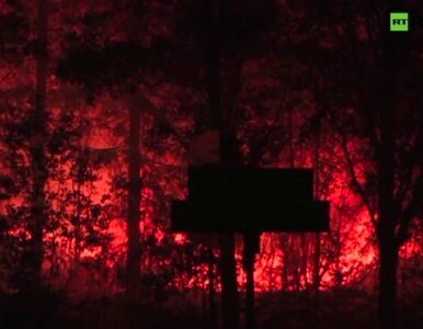 Miniatura: Największy pożar lasów w historii Szwecji....