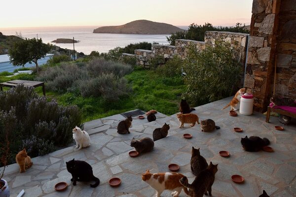 Miniatura: Schronisko na wyspie Syros szuka...