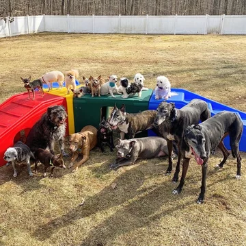 Psy, którymi opiekuje się Chris i Mariesa 