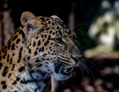 Miniatura: Quiz z nazwami zwierząt. Niektóre pytania...