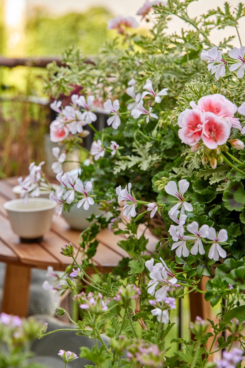 Pelargonie