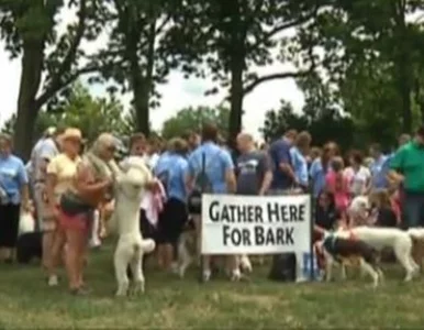 Miniatura: Nieudana próba bicia rekordu w... szczekaniu