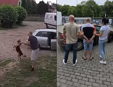 Miniatura: Cisnął psem o bruk, nagrała to kamera. W...