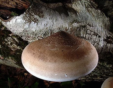 Miniatura: Grzyb gigant rośnie w Chinach. Waży 500 kg...