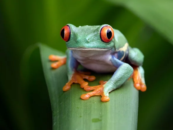 Miniatura: QUIZ wiedzy ogólnej o przyrodzie. 10/10...