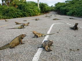 Miniatura: Inwazja jaszczurek w wakacyjnym kraju....