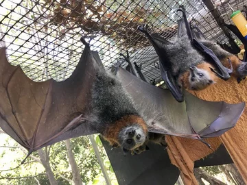 Podopieczni organizacji Bats Queensland 