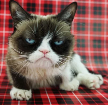 Grumpy Cat 