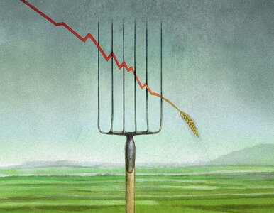 Miniatura: Złota 100 polskiego rolnictwa, podchody na...