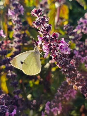 Bazylia kwiatowa Kwitnąca bazylia