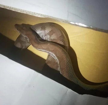 Boa tęczowy znaleziony na Woli 