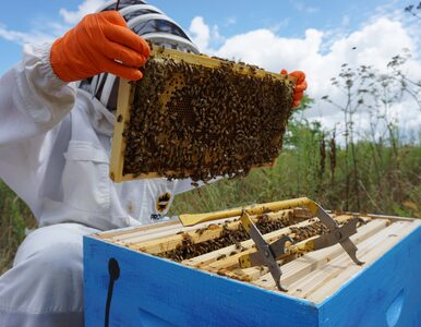 Miejskie pasieki szkodzą pszczołom? Naukowcy nie mają wątpliwości