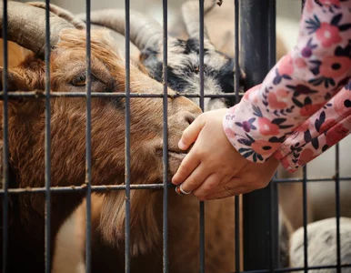 Miniatura: Dwulatek zaraził się bakterią w mini zoo....