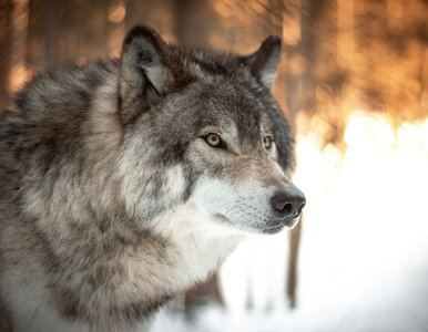 Miniatura: QUIZ. Te przysłowia ze zwierzętami...