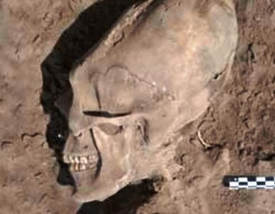 Miniatura: W Meksyku odnaleziono czaszkę kosmity?