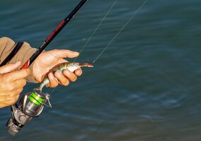 Miniatura: Nowe zasady dla 1,5 miliona wędkarzy....