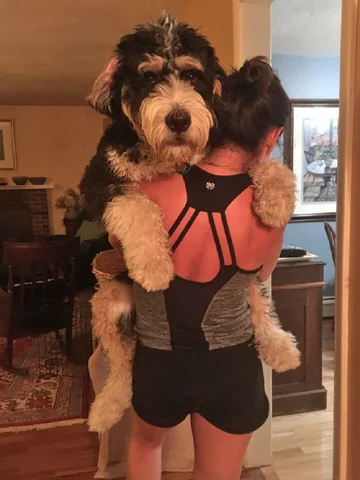 Bernedoodle - połączenie bernardyna i pudla 