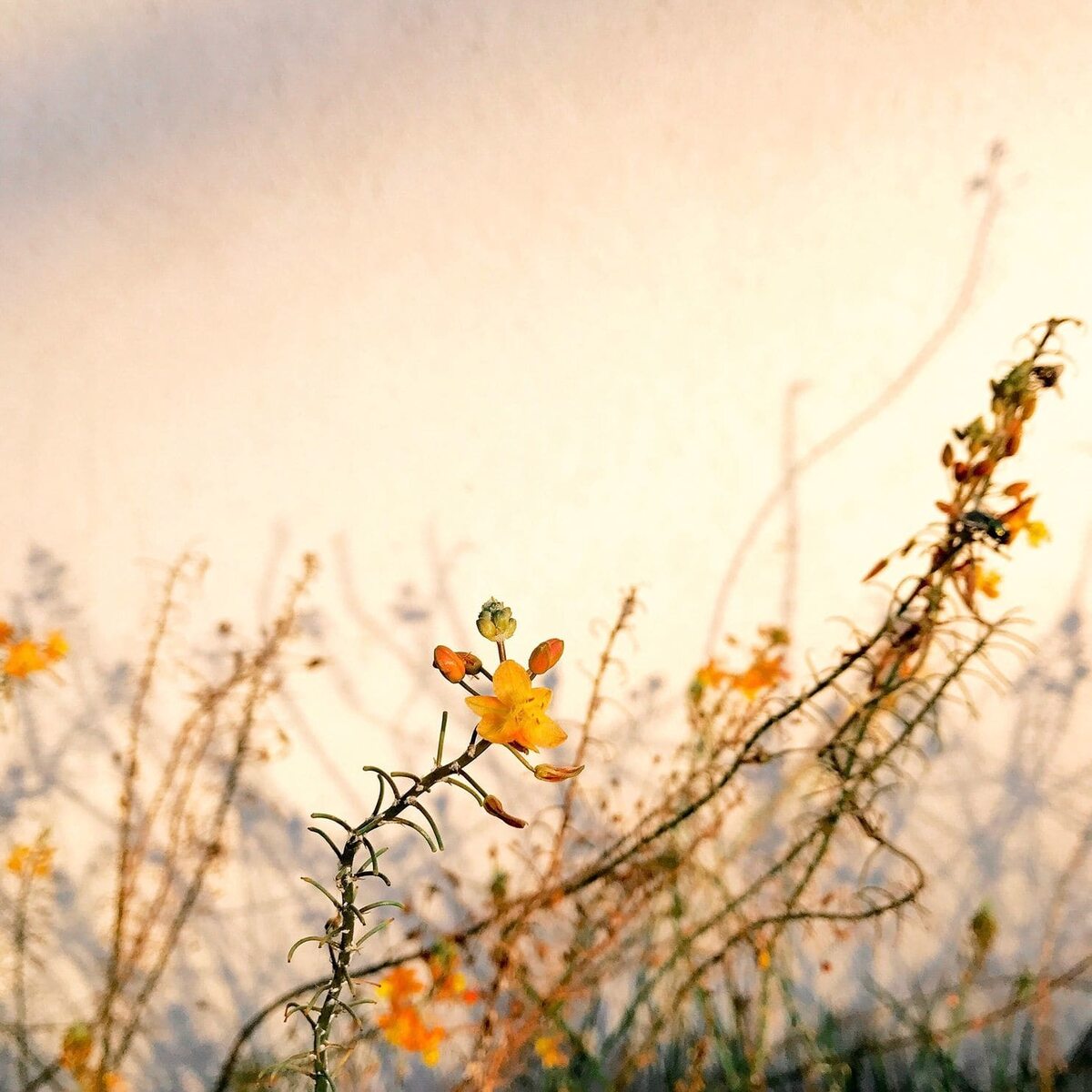 Kategoria „Kwiaty”  - Alison Helena Zdjęcie powstało w Santa Barbara w Kalifornii