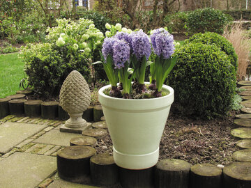 Hiacynty, hyacinthus orientalis
