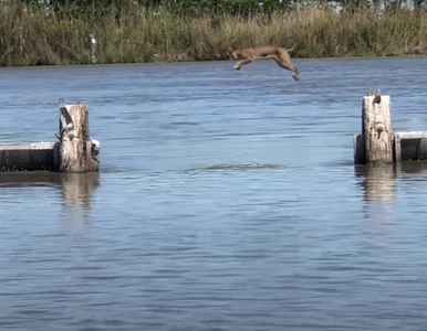 Miniatura: To, co zrobił ten ryś, wprawiło w...