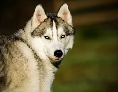 Miniatura: Wydostał się z klatki, a potem uwolnił...